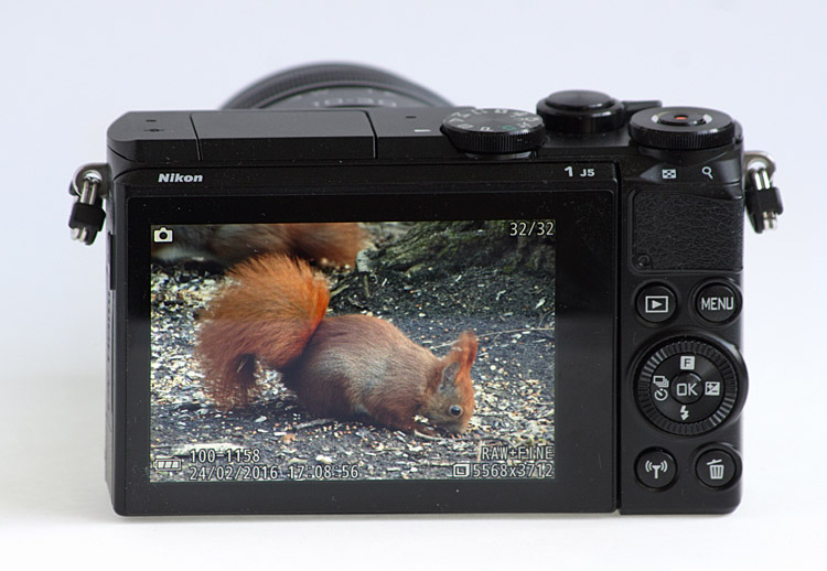 Nikon J5 Eichoernchen